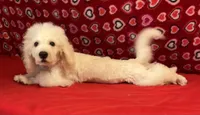 Skylar, a male Bichon Frise for sale in Wrightsville, GA – Photo 7 of 10