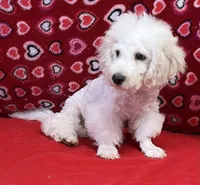 Skylar, a male Bichon Frise for sale in Wrightsville, GA – Photo 5 of 10