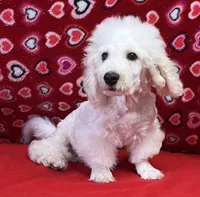 Skylar, a male Bichon Frise for sale in Wrightsville, GA – Photo 1 of 10
