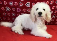 Skylar, a male Bichon Frise for sale in Wrightsville, GA – Photo 4 of 10