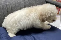Milton, a male Poodle - Toy  for sale in Wrightsville, GA – 2 of 10