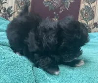 Zeno, a male Shih Tzu and Poodle - Toy  for sale in Wrightsville, GA – 4 of 10