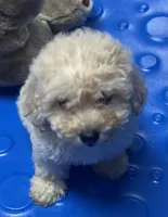 Sofie, a male Poodle - Toy  and Bichpoo for sale in Wrightsville, GA – 4 of 10