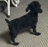 Wylie, a female Poodle - Toy  for sale in Wrightsville, GA – 4 of 10