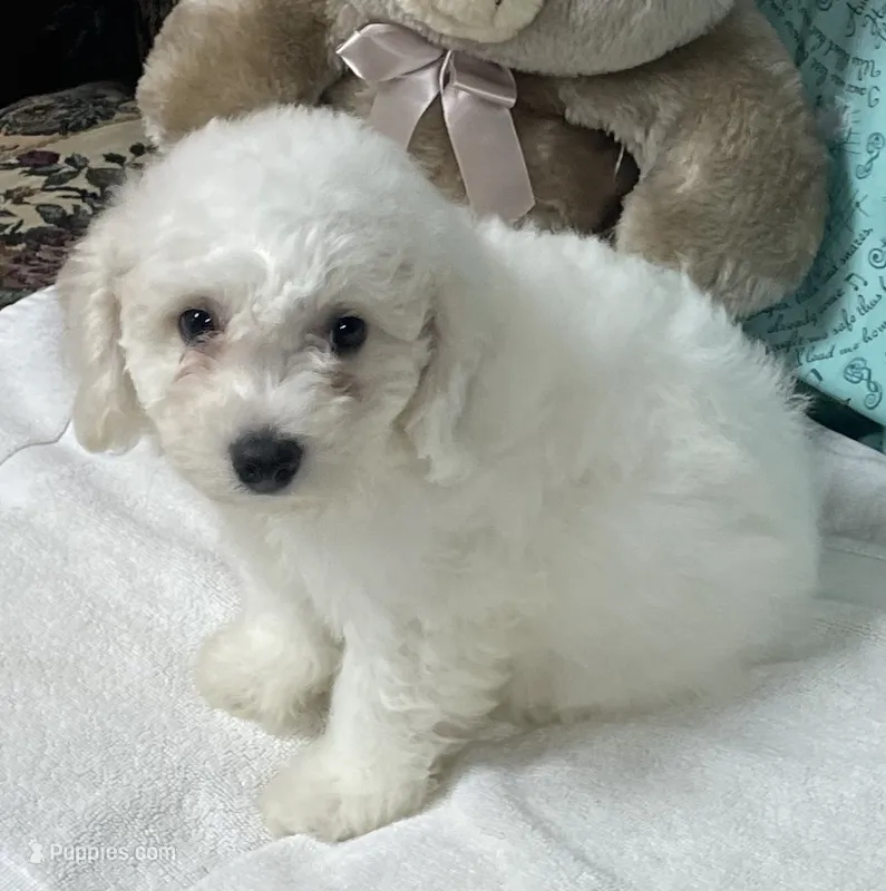 Merilyn – Bichon Frise puppy for sale in Wrightsville, GA