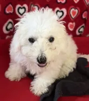 Delwin, a male Bichon Frise for sale in Wrightsville, GA – 10 of 10