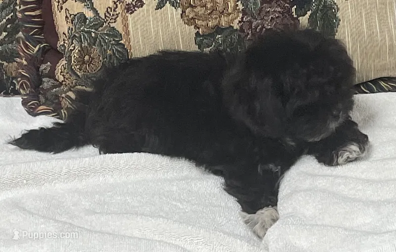 Zophia – Shih Tzu, Poodle - Toy  puppy for sale in Wrightsville, GA