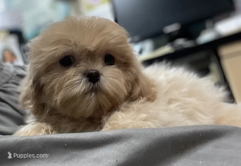 Omora – Shihpoo, Shih Tzu puppy for sale in Wrightsville, GA