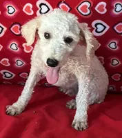 Mimi, a male Poodle - Toy  for sale in Wrightsville, GA – 7 of 10