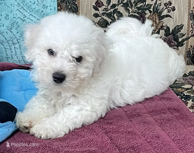 Delwin – Bichon Frise puppy for sale in Wrightsville, GA