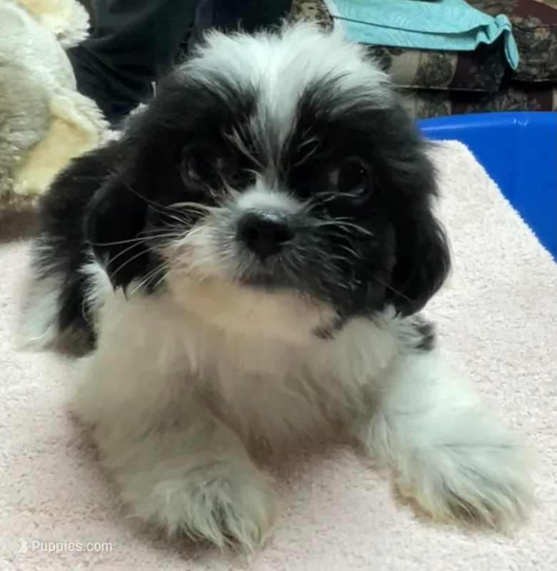 Eunice – Shih Tzu puppy for sale in Wrightsville, GA