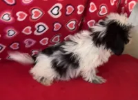 Elisha, a male Shih Tzu for sale in Wrightsville, GA – 10 of 10