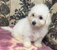 Delaney, a female Bichon Frise for sale in Wrightsville, GA – 2 of 10