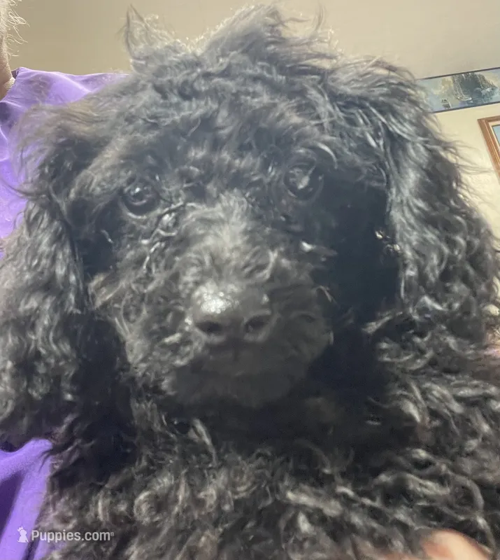 Leola – Poodle - Toy  puppy for sale in Wrightsville, GA