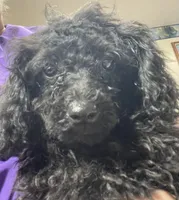 Leola, a female Poodle - Toy  for sale in Wrightsville, GA – 1 of 8