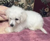 Daniel, a male Bichon Frise for sale in Wrightsville, GA – 7 of 10