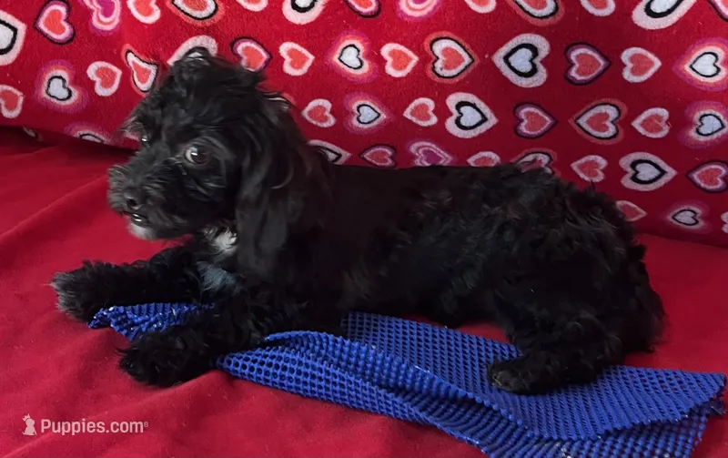 Zuma – Shih Tzu, Poodle - Toy  puppy for sale in Wrightsville, GA