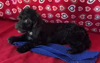 Zuma, a female Shih Tzu and Poodle - Toy  for sale in Wrightsville, GA – 1 of 10