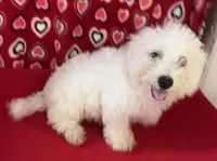 Dawson, a male Bichon Frise for sale in Wrightsville, GA – 3 of 10