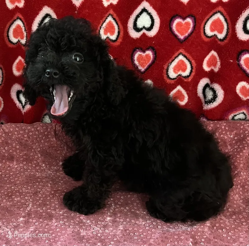 Idra – Poodle - Toy  puppy for sale in Wrightsville, GA