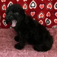 Idra, a female Poodle - Toy  for sale in Wrightsville, GA – 4 of 10