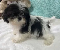 Nahum, a male Shih Tzu for sale in Wrightsville, GA – 7 of 7
