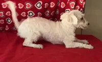 Milan, a male Bichon Frise for sale in Wrightsville, GA – 7 of 8