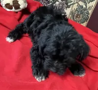 Cyrano, a male Yorkshire Terrier and Poodle - Toy  for sale in Wrightsville, GA – 5 of 10
