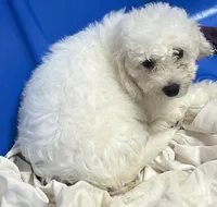 Merilyn, a female Bichon Frise for sale in Wrightsville, GA – 7 of 10