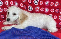 Mimi, a male Poodle - Toy  for sale in Wrightsville, GA – 6 of 10