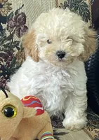 Mimi, a male Poodle - Toy  for sale in Wrightsville, GA – 4 of 10