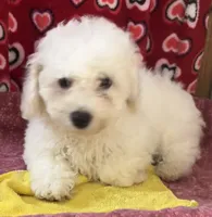 Merilyn, a female Bichon Frise for sale in Wrightsville, GA – 4 of 10