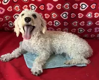 Milton, a male Poodle - Toy  for sale in Wrightsville, GA – 8 of 10