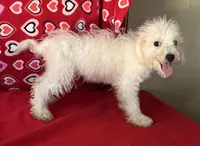Tamaka, a female Bichon Frise for sale in Wrightsville, GA – 9 of 10