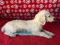 Milton, a male Poodle - Toy  for sale in Wrightsville, GA – 3 of 10
