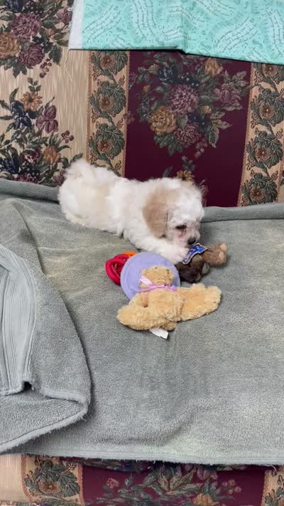 Dawson, a male Bichon Frise for sale in Wrightsville, GA – 10 of 10