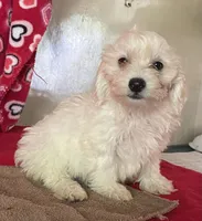 Charlotte, a female Bichon Frise and Shihpoo for sale in Wrightsville, GA – 9 of 9