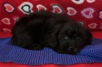 Wylie, a female Poodle - Toy  for sale in Wrightsville, GA – 7 of 10