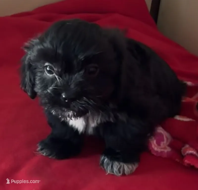 Jackie – Shih Tzu puppy for sale in Wrightsville, GA