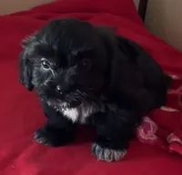Jackie, a female Shih Tzu for sale in Wrightsville, GA – 1 of 4