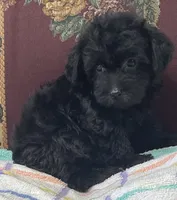 Corette, a female Yorkshire Terrier and Poodle - Toy  for sale in Wrightsville, GA – 2 of 10
