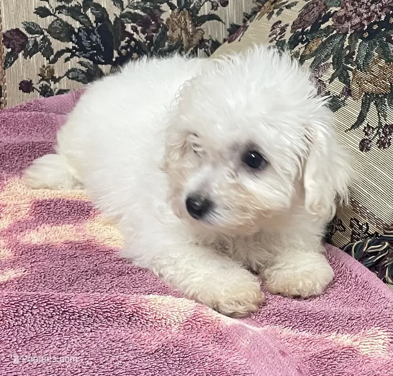 Delaney – Bichon Frise puppy for sale in Wrightsville, GA