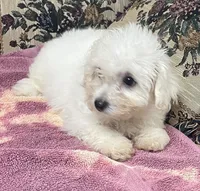Delaney, a female Bichon Frise for sale in Wrightsville, GA – 1 of 10
