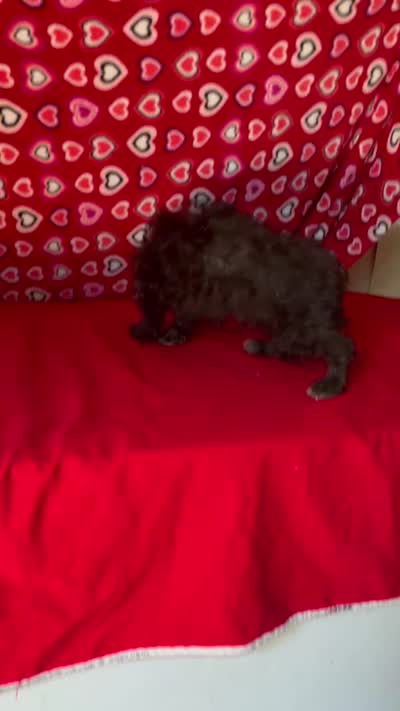 Cyrano, a male Yorkshire Terrier and Poodle - Toy  for sale in Wrightsville, GA – 10 of 10