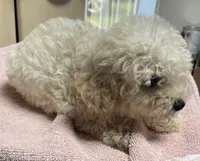 Stormy, a male Poodle - Toy  and Bichpoo for sale in Wrightsville, GA – 3 of 10