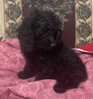Leola, a female Poodle - Toy  for sale in Wrightsville, GA – 7 of 8