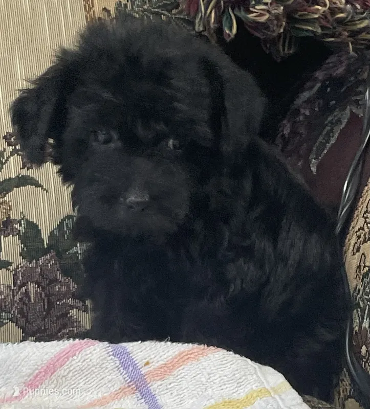 Corette – Yorkshire Terrier, Poodle - Toy  puppy for sale in Wrightsville, GA