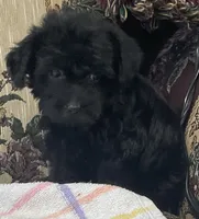 Corette, a female Yorkshire Terrier and Poodle - Toy  for sale in Wrightsville, GA – 1 of 10