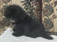 Zelfa, a female Shih Tzu and Poodle - Toy  for sale in Wrightsville, GA – 7 of 7