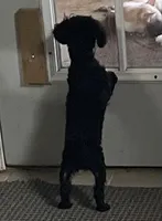 Wylie, a female Poodle - Toy  for sale in Wrightsville, GA – 2 of 10